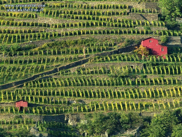 “Rupi del vino”, la viticoltura eroica in Valtellina
