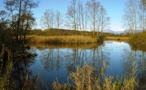 Zone umide di Lombardia: la Riserva Naturale Palude Brabbia