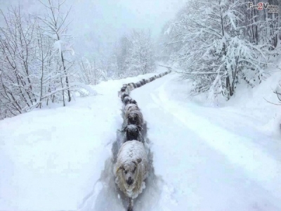 Bufale social sulla neve: lupi o pecore?